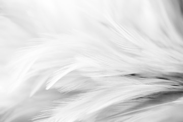 Obraz premium Gray chicken feathers in soft and blur style for the background, black and white