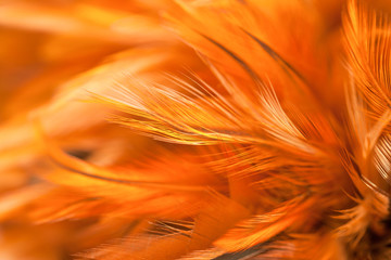 Colorful bird and chicken feathers in soft and blur style for the background