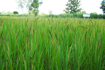 Rice of green waiting for harvest in thailand. Paddy seed