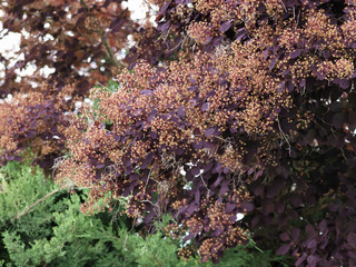 Cotinus coggygria 'Royal purple'. Arbre à Perruques ou barbe de Jupiter, un arbuste d'ornement de...