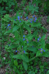 Blue flower in the forest