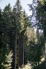 mountain scenery of Carpathians