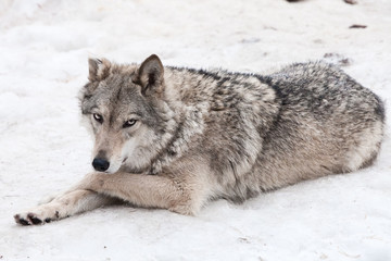 Obraz premium A female wolf lies in the snow, a proud animal looks forward with a clear look,