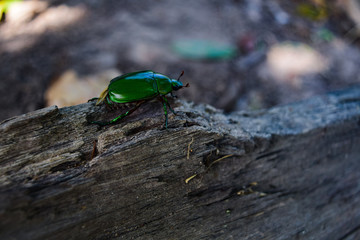 green bug to fly