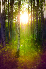 Fototapeta premium Magic forest. The forest in the rays of the sun. Magic nature
