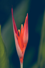 ดอกปักษาสวรรค์ (Bird of Paradise Flower)