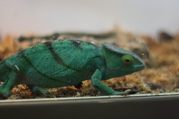 chameleon