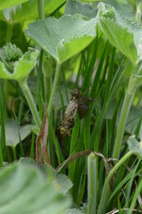 Libelle beim Schlupf