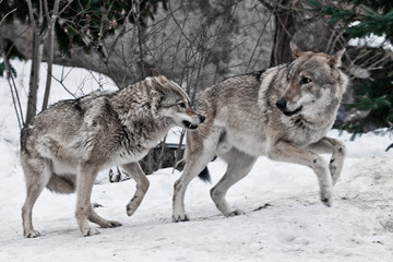 Fototapeta na wymiar Angry female wolf growls at male wolf during mating games, winter snow background,