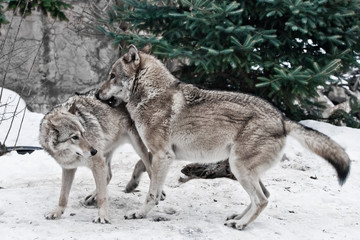 The wolves are male and female during the rut (mating games), the wolf cares for the she-wolf, the predatory animals are playing, the winter