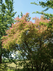 Cotinus coggygria. Arbre à Perruques ou barbe de Jupiter, un arbuste d'ornement de parcs du printemps à l'automne à la floraison vaporeuse