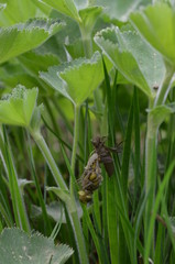 Libelle beim Schlupf
