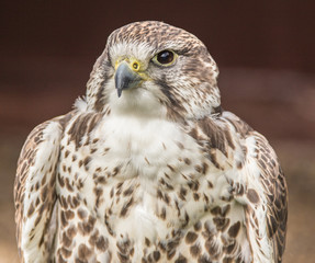 Head shot of a young bird of prey