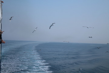 Gulls are part of the journey