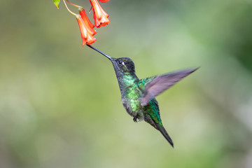 Blue hummingbird Violet Sabrewing flying next to beautiful red flower. Tinny bird fly in jungle. Wildlife in tropic Costa Rica. Two bird sucking nectar from bloom in the forest. Bird behaviour