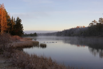 Birds swimming on a misty river