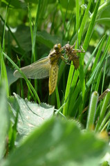 Geschlüpfte Libelle