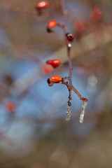 Ice on branches