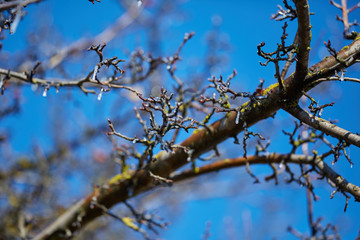 Ice on branches