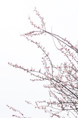 梅の花