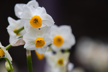 Japanese Narcissus flowers are blooming on the lawn. Winter season.