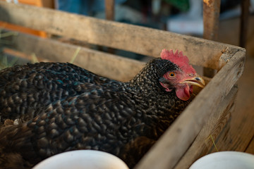 grey sick unhealthy chicken with open beak in wooden box