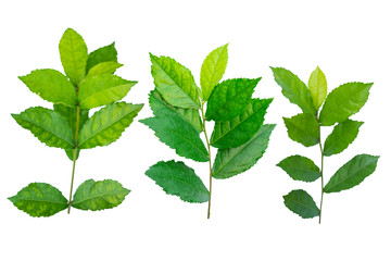 Plakat Blurred for background.Put forth fresh leaves isolated on white background.Clipping Path.
