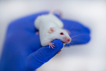 model white mouse in blue gloves, medical research