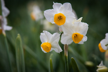 Japanese Narcissus flowers are blooming on the lawn. Winter season.