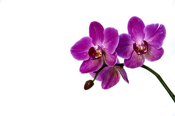 Purple orchid flower phalaenopsis, phalaenopsis or falah on a white background. Three purple phalaenopsis flowers on the right, known as moth orchids. Selective focus. There is a place for your text.