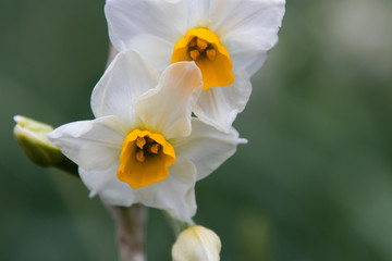Japanese Narcissus flowers are blooming on the lawn. Winter season.