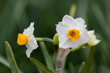 Japanese Narcissus flowers are blooming on the lawn. Winter season.