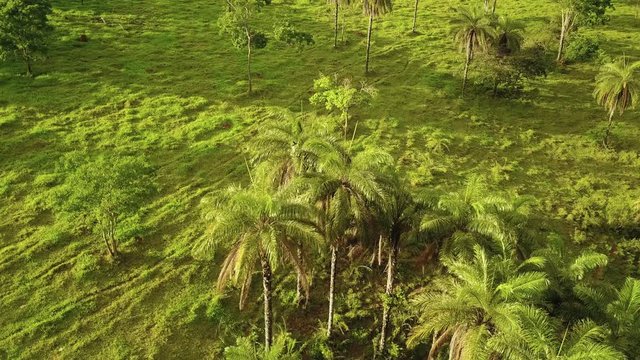 Flying over coyol palm trees in the Brazilian jungle as people approaching to collect macauba fruit to produce oil from it