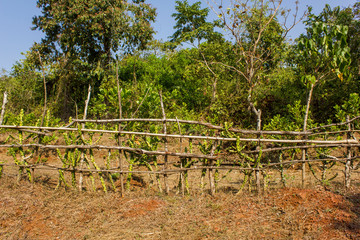 Fototapeta na wymiar fence of dry branches and green cacti in rural areas on the field