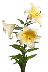 Branch of yellow lily flower isolated on white background.