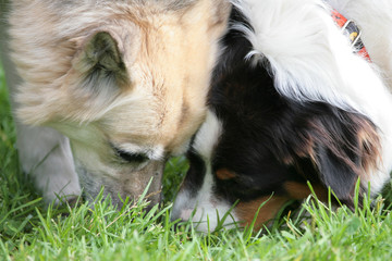 Zwei Hunde schnuppern zusammen auf dem Rasen