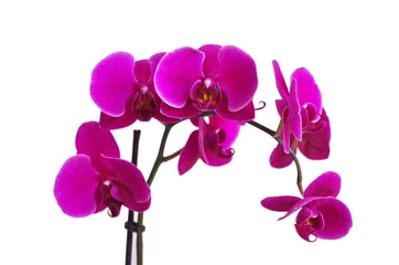 Crédence en verre imprimé Orchidée Belles fleurs d& 39 orchidées Phalaenopsis violettes, isolées sur fond blanc