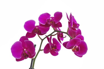 Fototapeta na wymiar beautiful purple Phalaenopsis orchid flowers, isolated on white background
