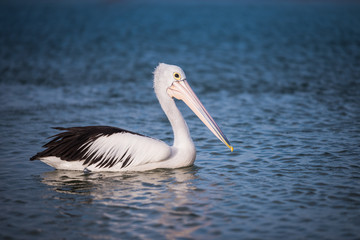 Fototapeta na wymiar pelican swimming in the ocean