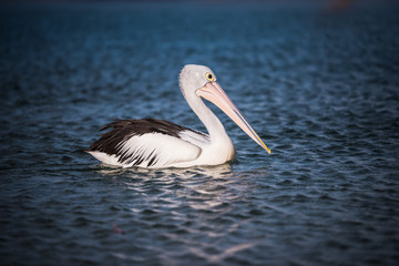 pelican swimming in the ocean