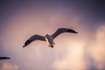 seagull in the sky