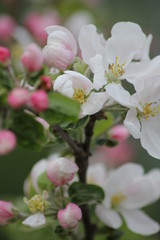 Fototapeta na wymiar blooming apple tree
