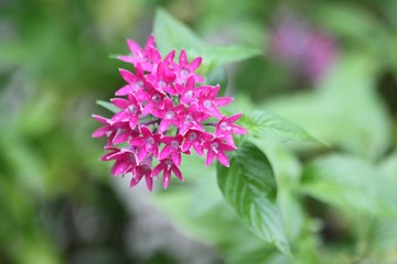 purple flower in the garden