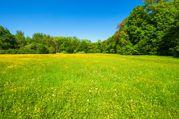 Wiese mit blühenden Butterblumen