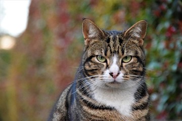 Obraz premium Cat #2