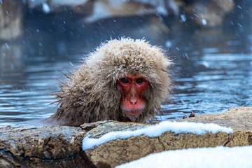 Japanese macaque or Snow Japanese monkey with onsen at Snow Monkey Park or Jigokudani Yaen-Koen in Nagano, Japan during the winter season