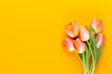Yellow pastels color tulips on yellow background.