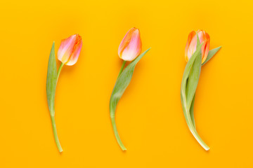 Naklejka premium Yellow pastels color tulips on yellow background.