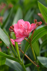 Common oleander