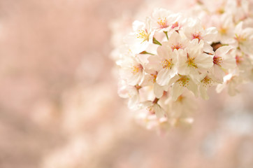 Cherry blossom